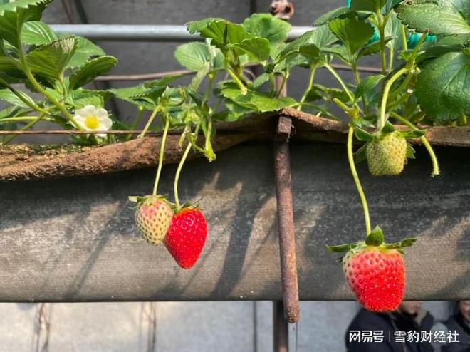 丹东草莓，如何跑通一条农业产业带的电商范式(2)