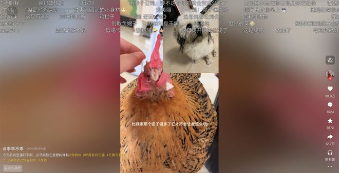母鸡，咋成了异乡游子的第二个妈？(5)