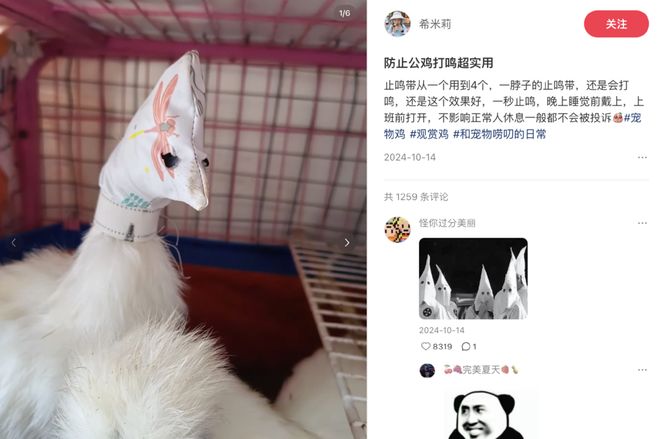 母鸡，咋成了异乡游子的第二个妈？(13)