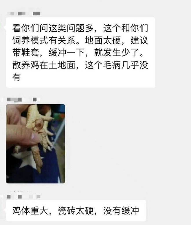 母鸡，咋成了异乡游子的第二个妈？(12)
