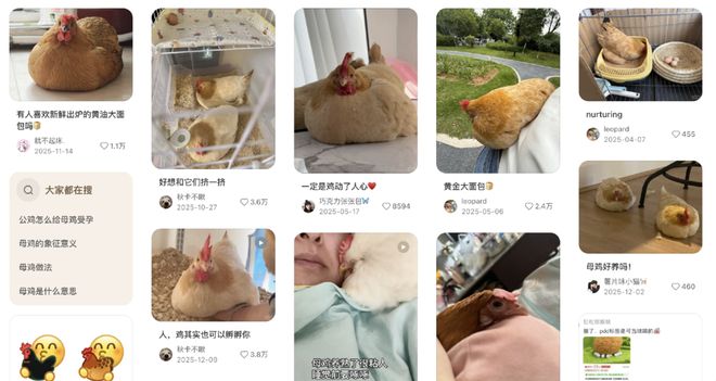 母鸡，咋成了异乡游子的第二个妈？(6)