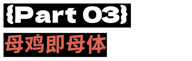 母鸡，咋成了异乡游子的第二个妈？(15)