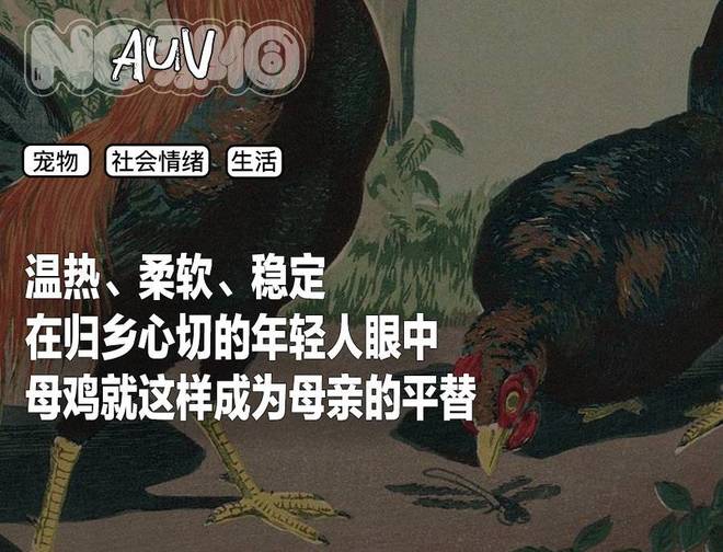 母鸡，咋成了异乡游子的第二个妈？(2)