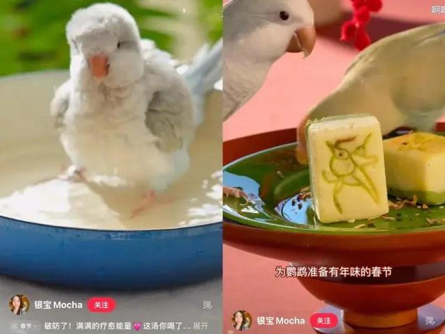 女孩们捧红的“鸟鸟教”，催熟百亿新市场(4)