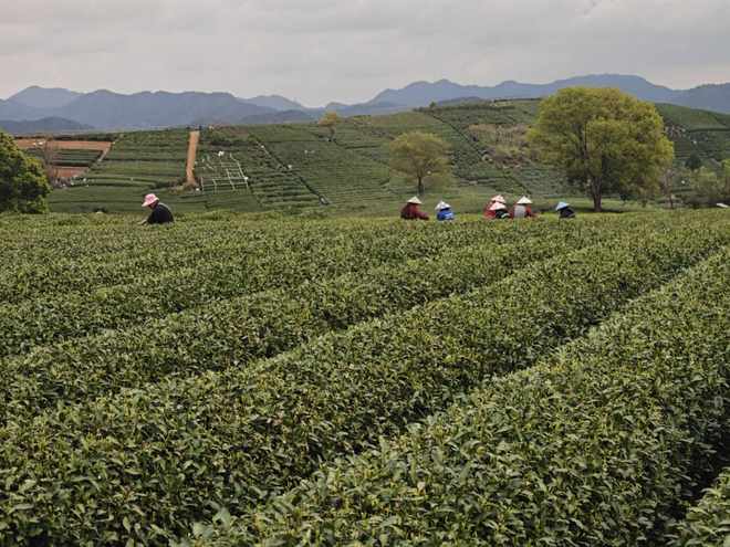 盒马的茶生意，从打破信息差起步(1)